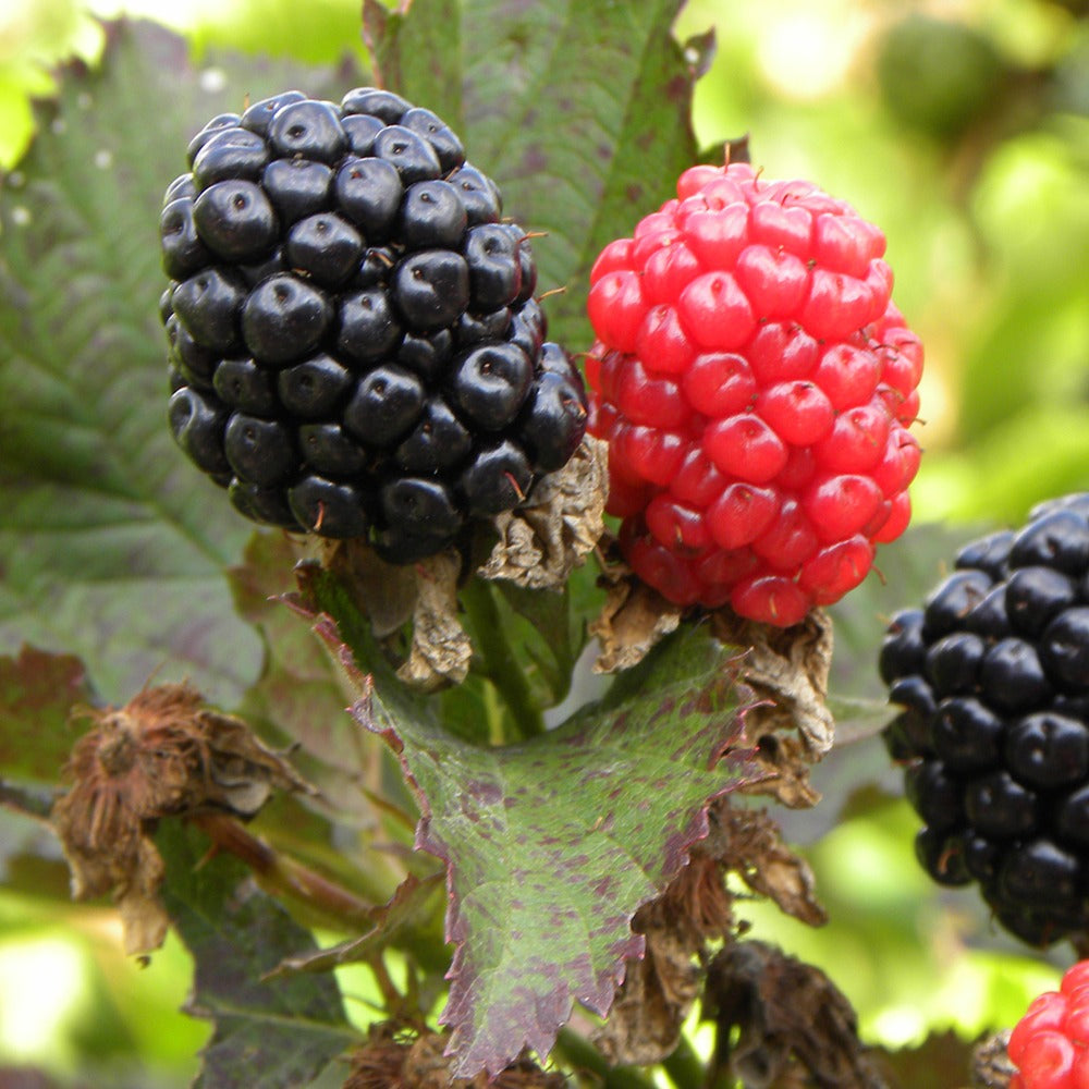 Bakker Fruitiers Mûrier Reuben sans épines racine nue