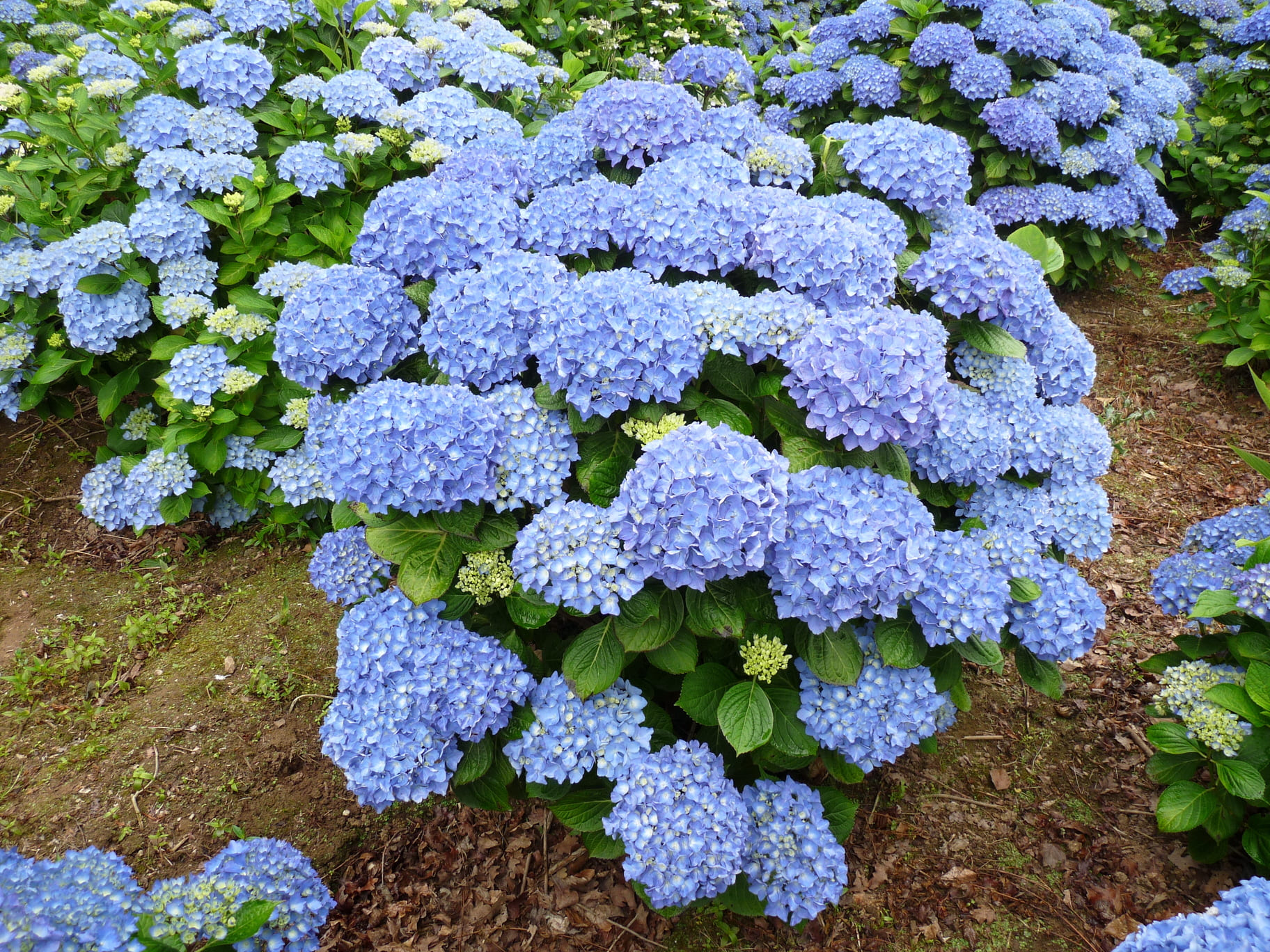 Les Hortensias du Haut Bois Adria hortensia boule rouge godet
