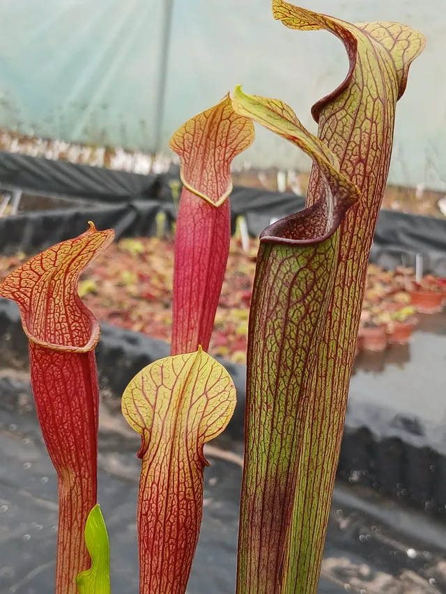 Carniflore Sarracenia rubra jonesii Caesar’s Head plante carnivore