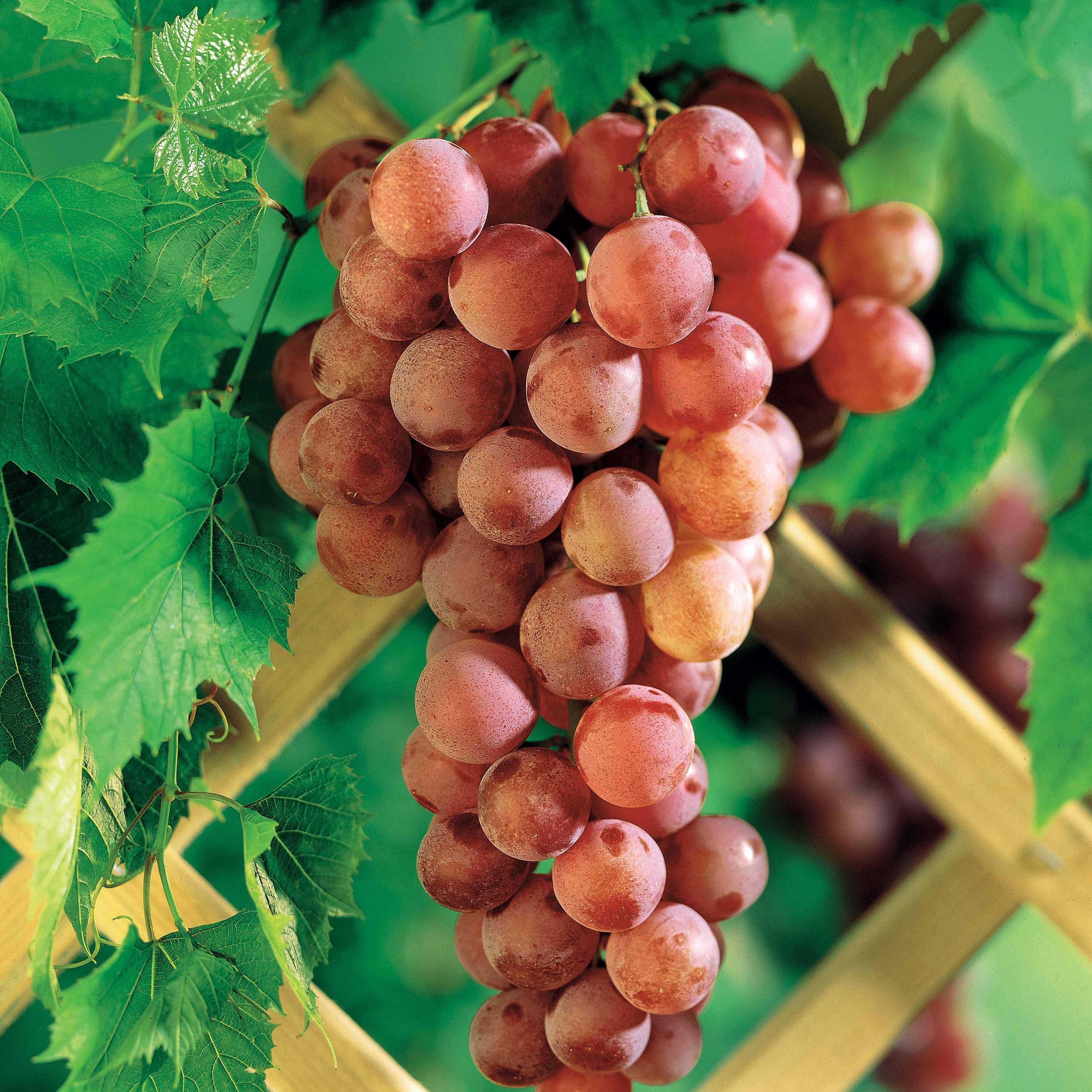 Bakker Vigne Chasselas rose fruitier motte 2 ans 30-40cm soleil