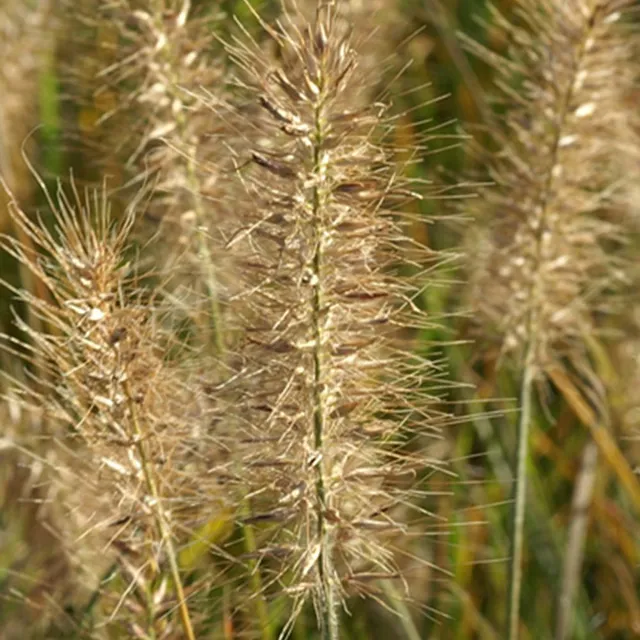 Bakker Pennisetum Little Bunny graminée naine beige pot 8cm