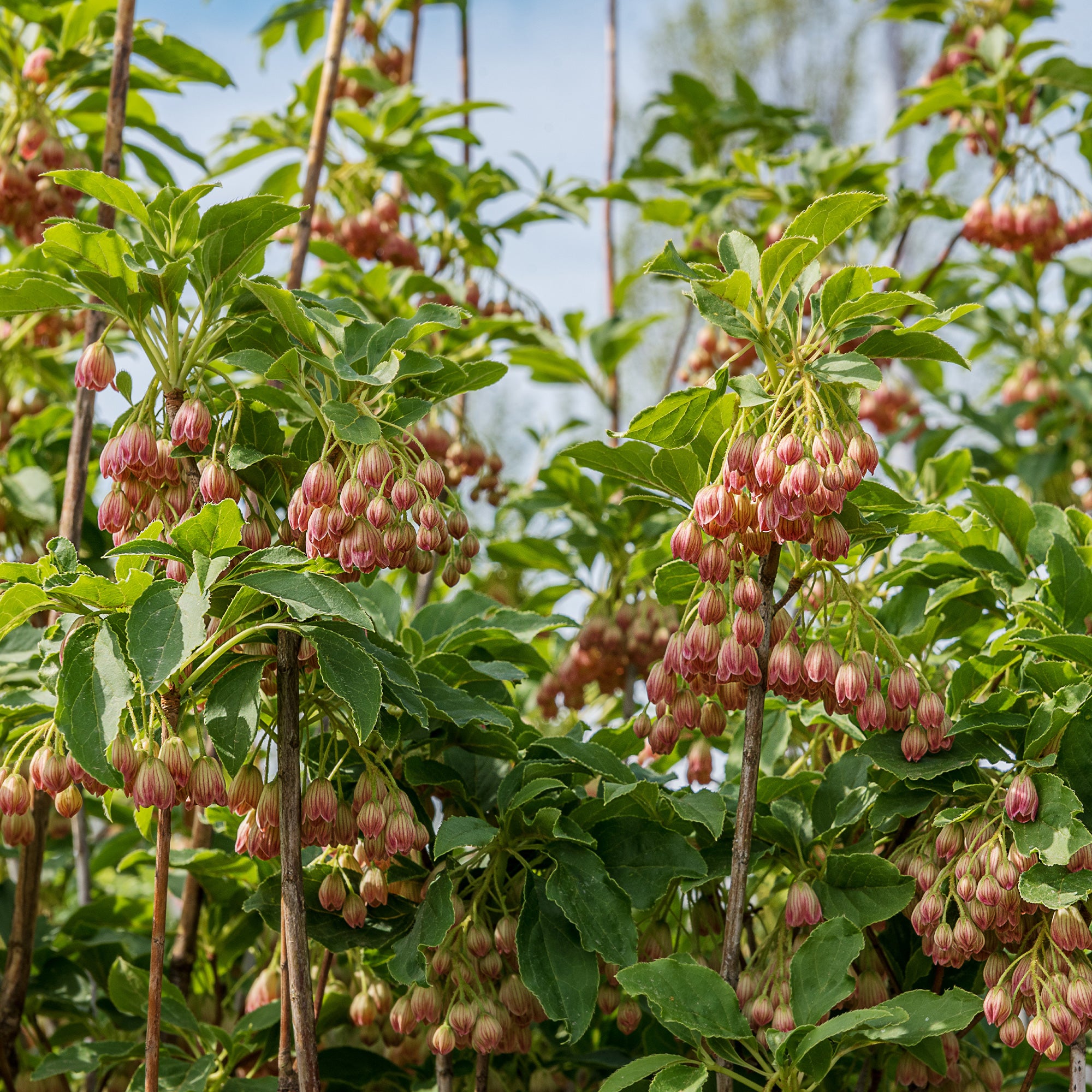 Bakker Andromède campanulée arbuste pot 2L 20-30cm fleurs rouges