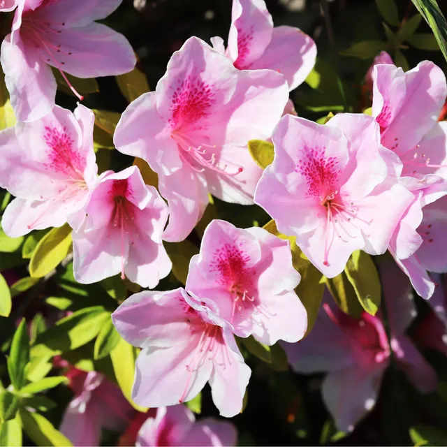 Bakker Rhododendron yak Doc arbuste pot 3L fleur rose 20-30cm