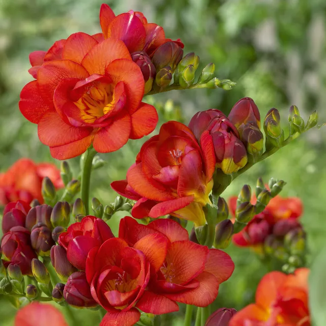 Bakker Freesias doubles rouges bulbes sachet 25 parfumés