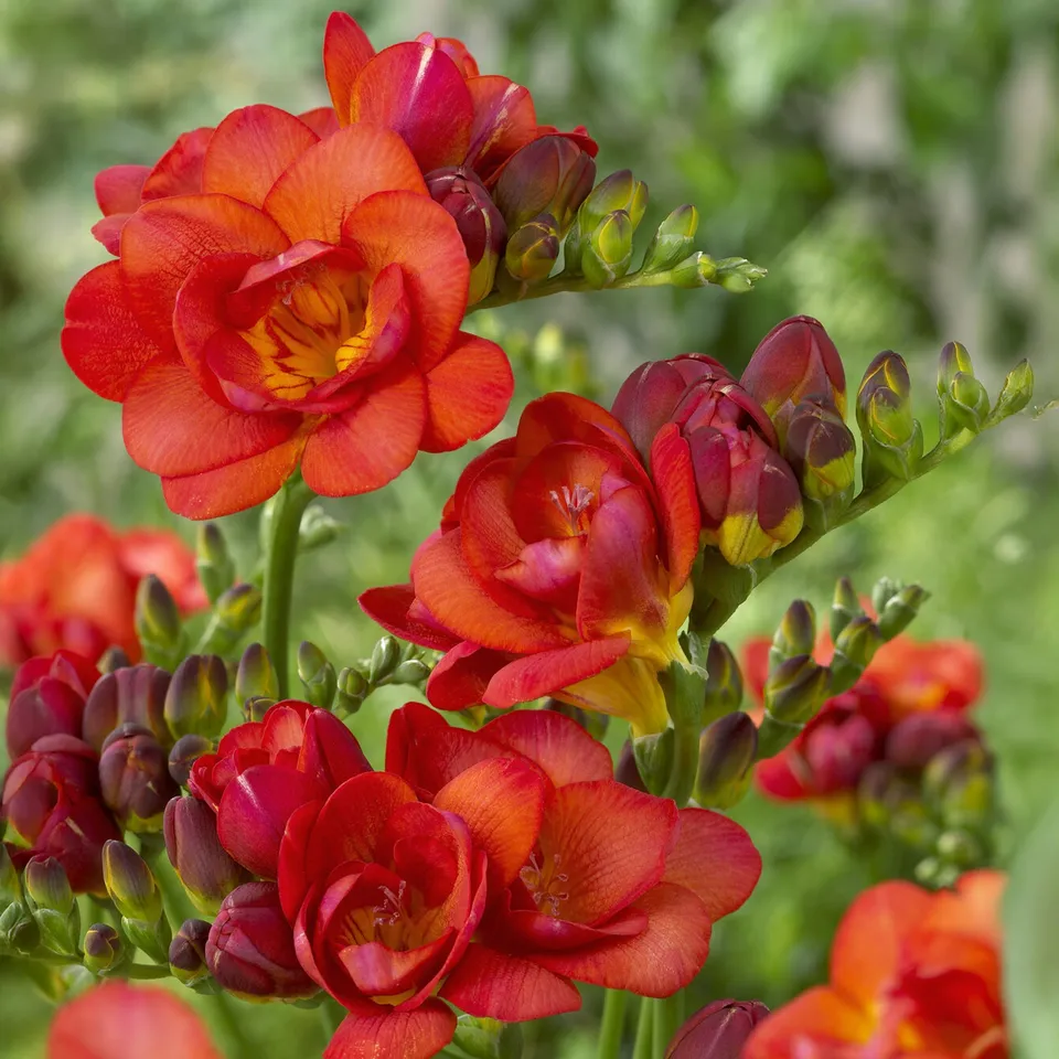 Bakker Freesias doubles rouges bulbes sachet 25 parfumés