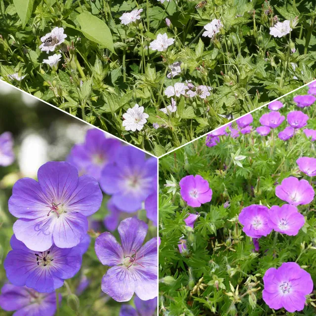Bakker 9 Géraniums vivaces mélange racines nues couvre-sol