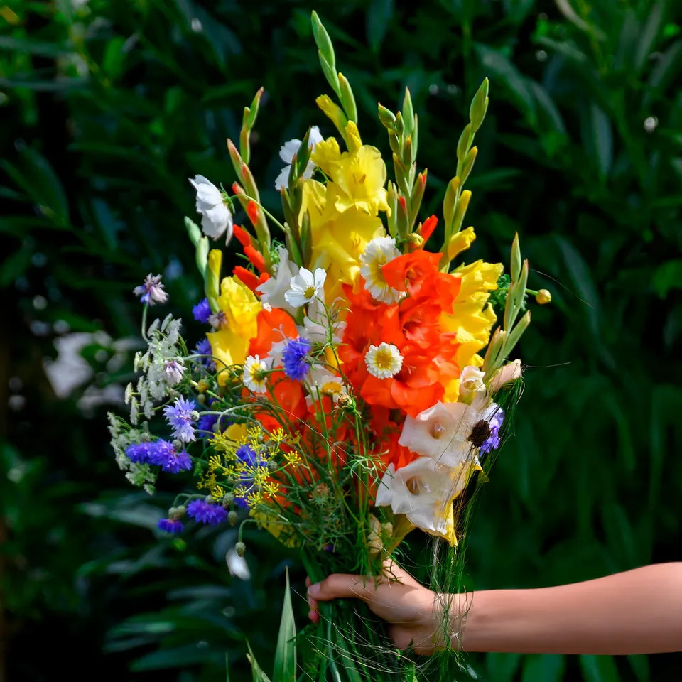 Bakker Potager Glaïeul mélange graines fleurs sachet 10 bulbes été