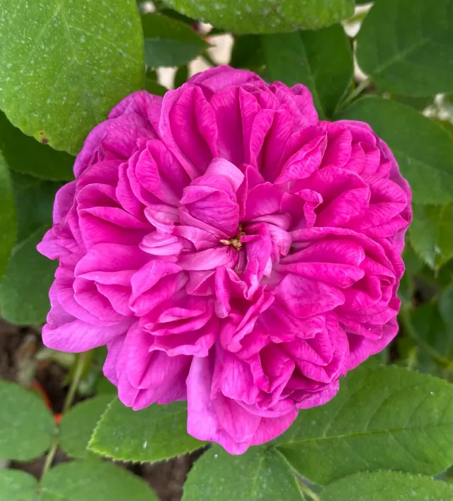 Michel Adam Rose de Rescht rosier arbustif rose fuchsia parfumé