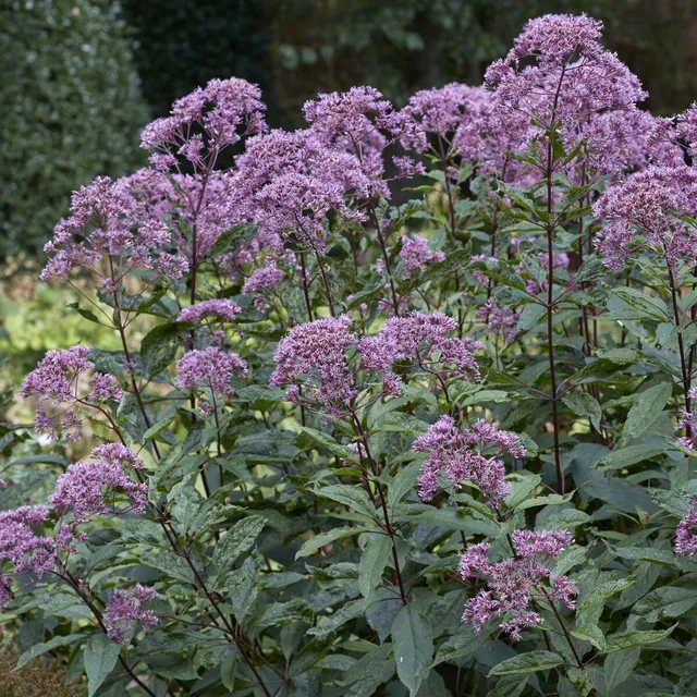 Bakker Eupatoire Phantom vivace violette pot 9cm