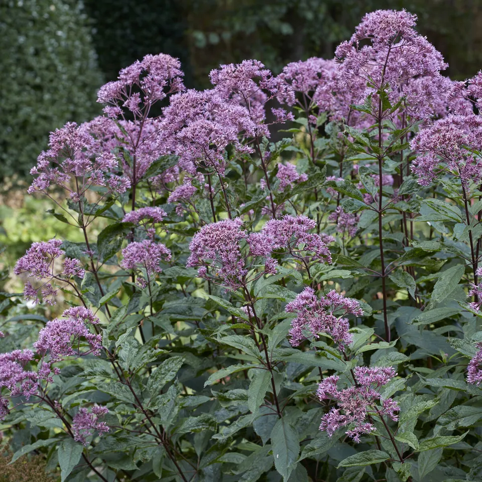 Bakker Eupatoire Phantom vivace violette pot 9cm