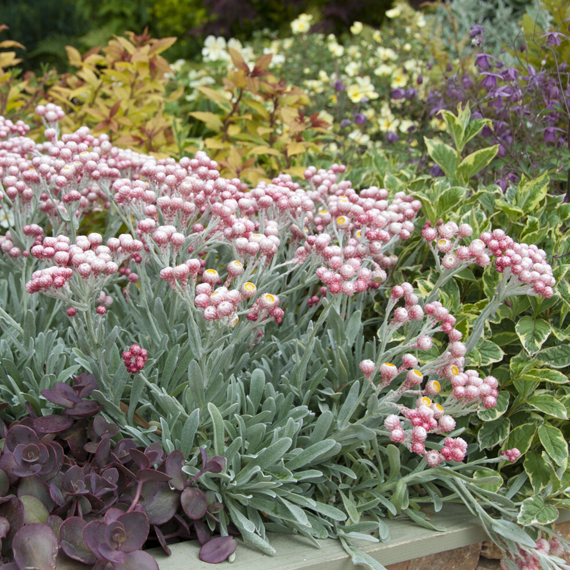 Bakker Vivaces Immortelle Corse Runy Cluster pot 9cm rose