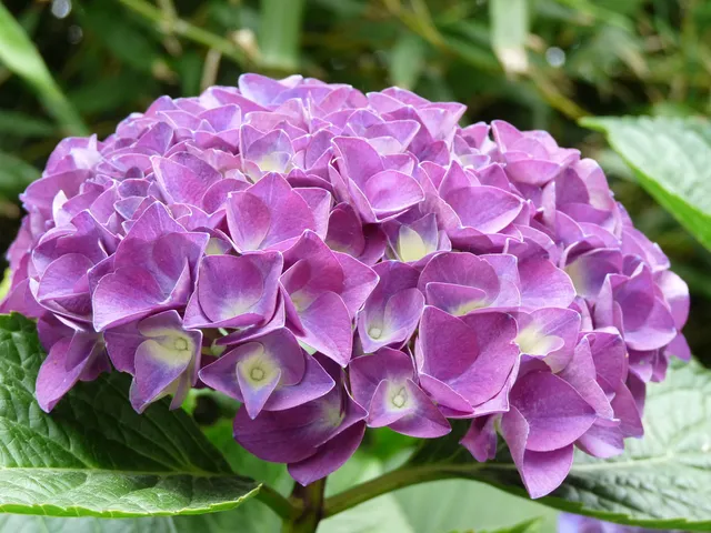 Les Hortensias du Haut Bois Glarnish hortensia boule godet