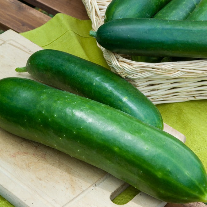 Bakker Potager Concombre Vert long graine sachet 3g