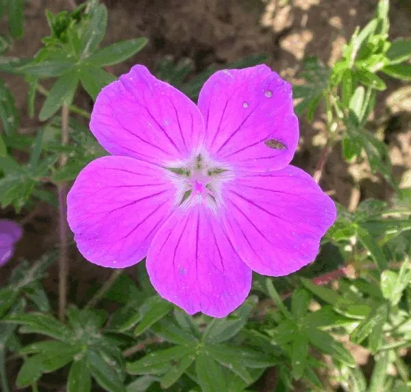 Passion Vivaces Geranium sanguineum Elsbeth géranium rose godet