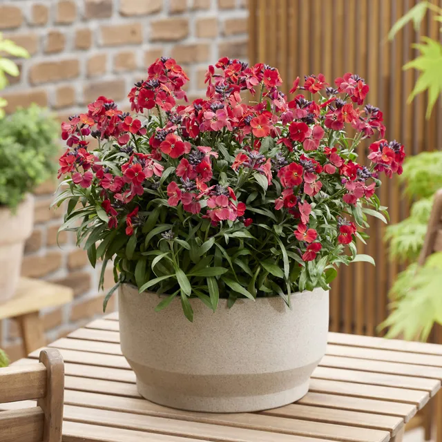 Bakker Giroflée Colour Vibe Red fleur rouge godet 9cm