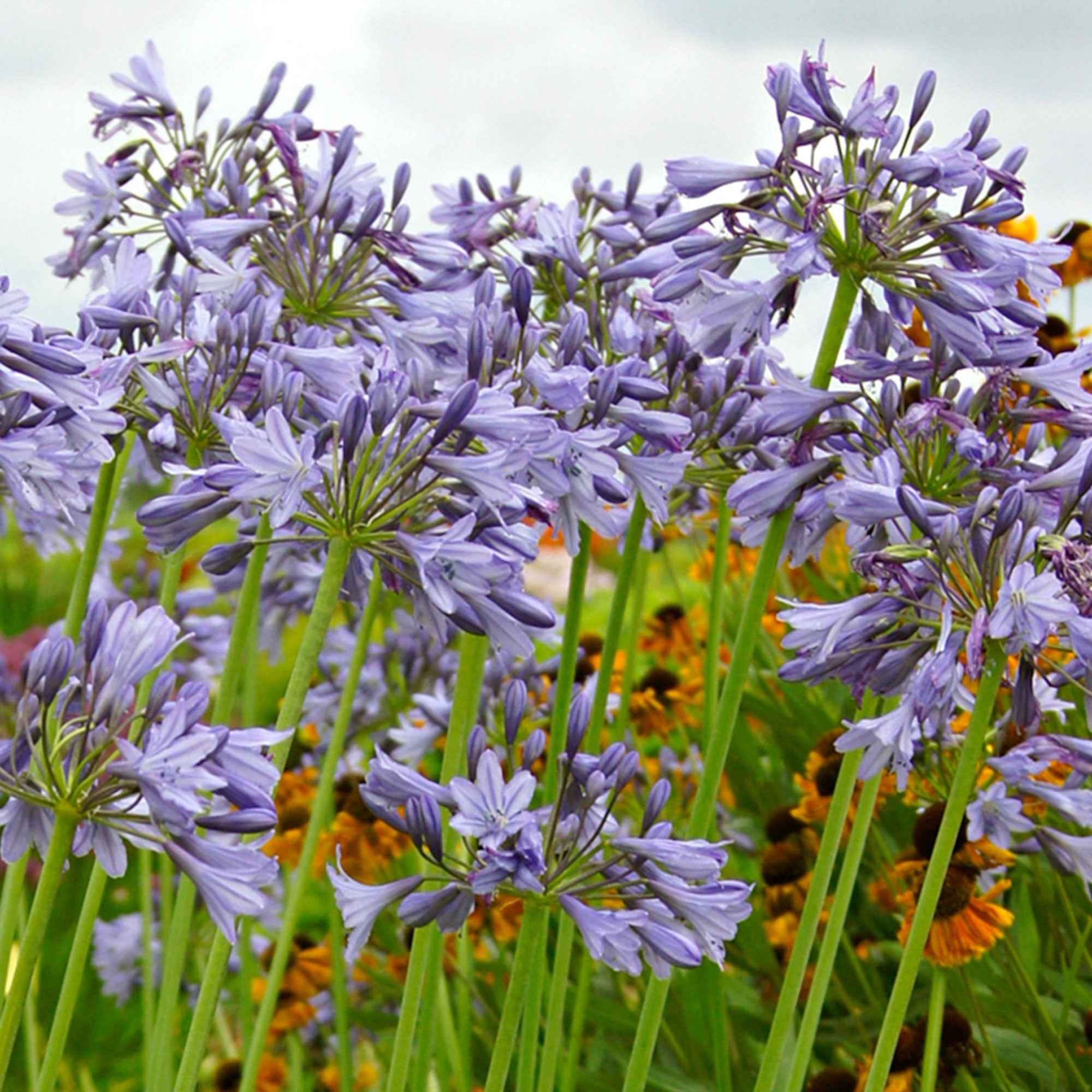 Bakker Agapanthe Silver Moon vivace racine nue fleur violette