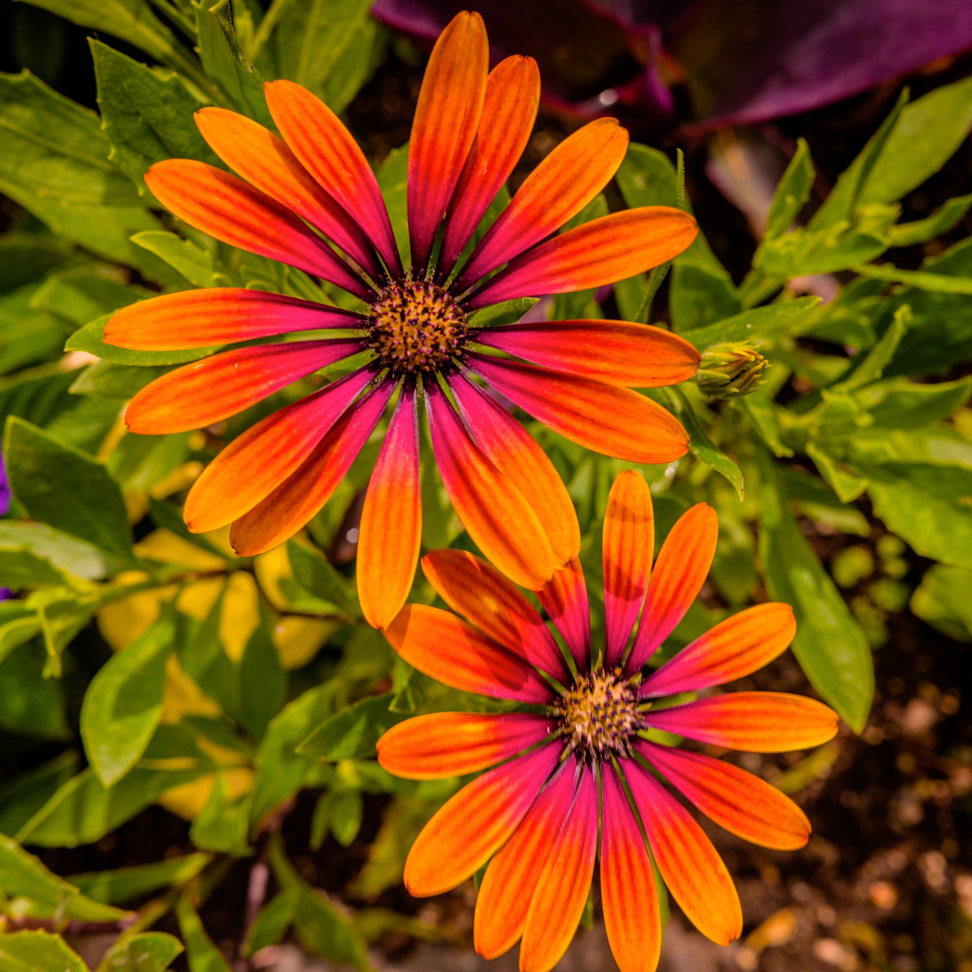 Bakker Purple Sun marguerite du Cap 3 pots orange 10,5cm