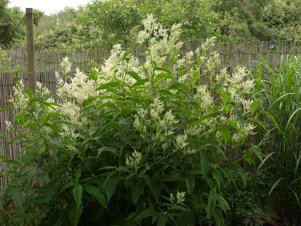 Passion Vivaces Persicaria polymorpha persicaire blanc crème robuste