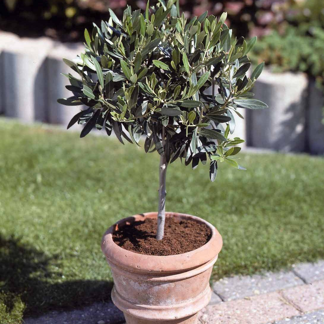 Bakker Olivier sur tige Olea europaea pot 3L tige 50cm