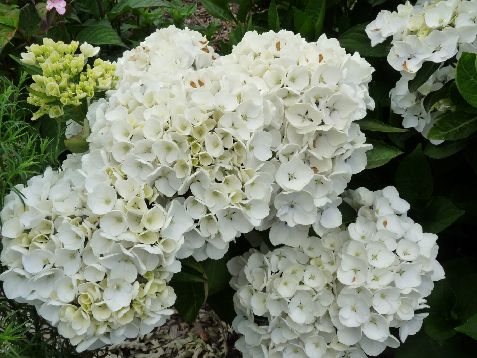 Les Hortensias du Haut Bois Holibel hortensia à fleurs rondes