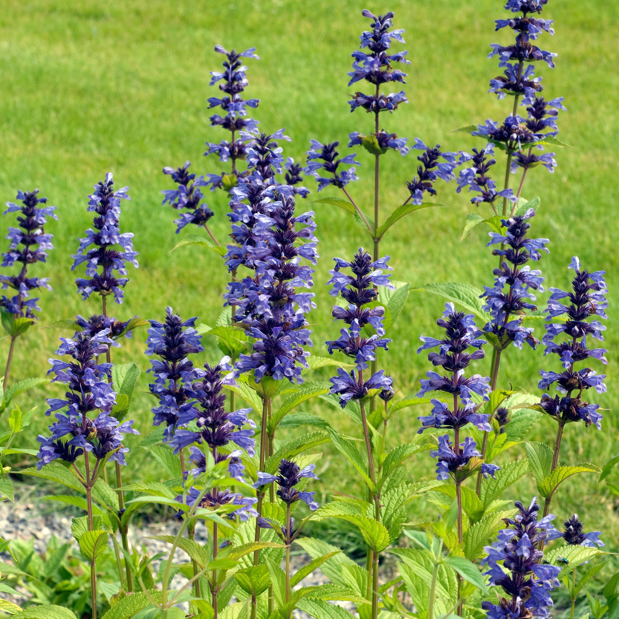 Bakker Kubanica nepeta vivace violette pot Ø9cm