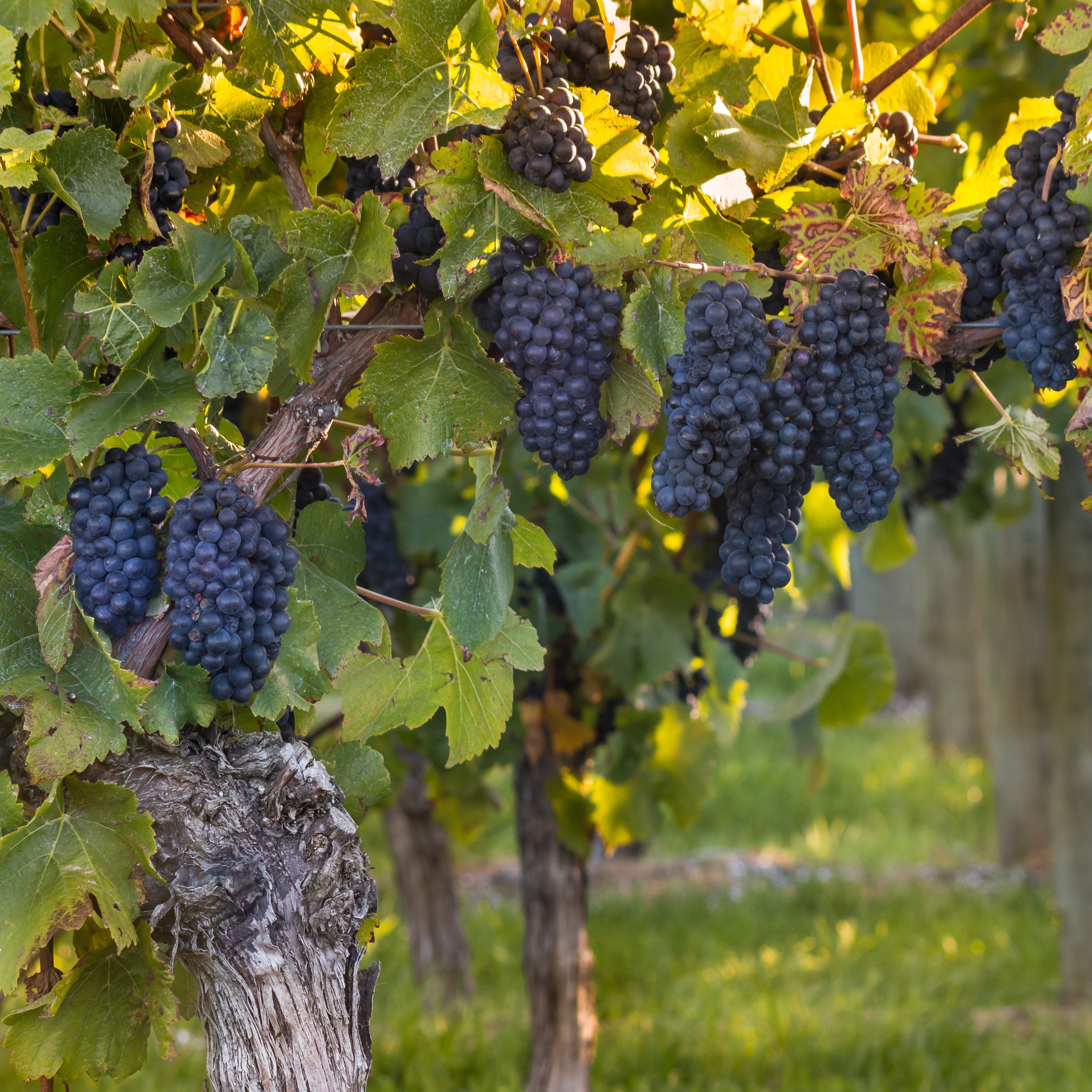 Bakker Muscat de Hambourg vigne raisin noir motte 2 ans 30-40cm