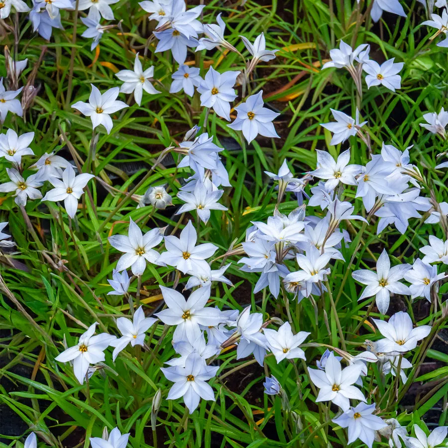 Bakker Wisley Blue étoile printemps sachet 15 bulbes