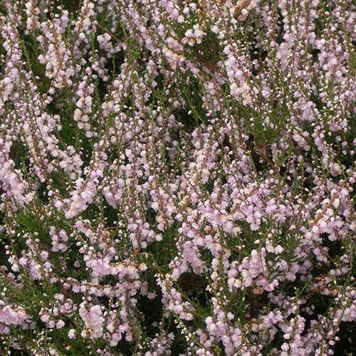 Bakker Calluna County Wicklow bruyère d'été pot 8cm rose