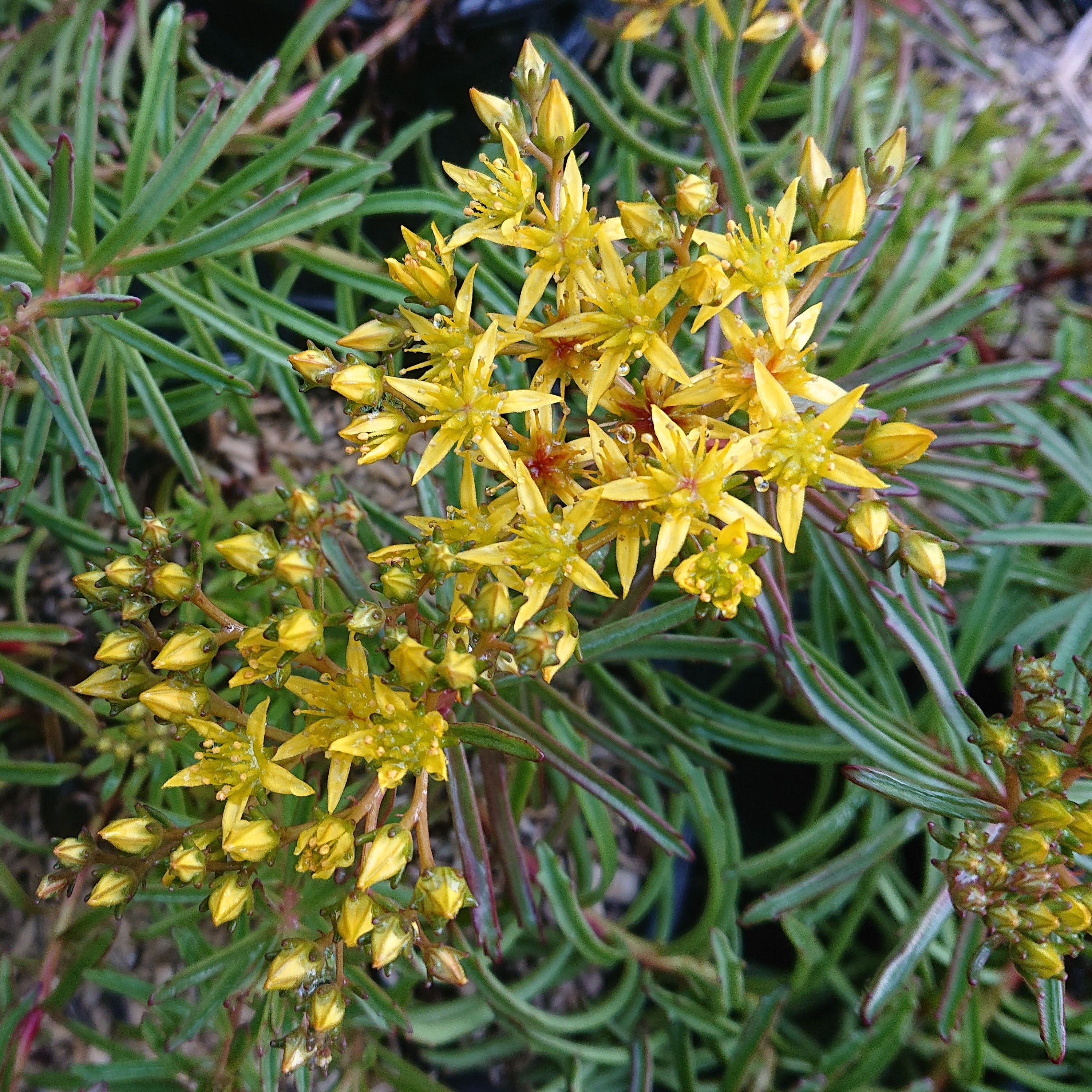 Passion Vivaces SEDUM kamtschaticum orpin godet jaune d'or