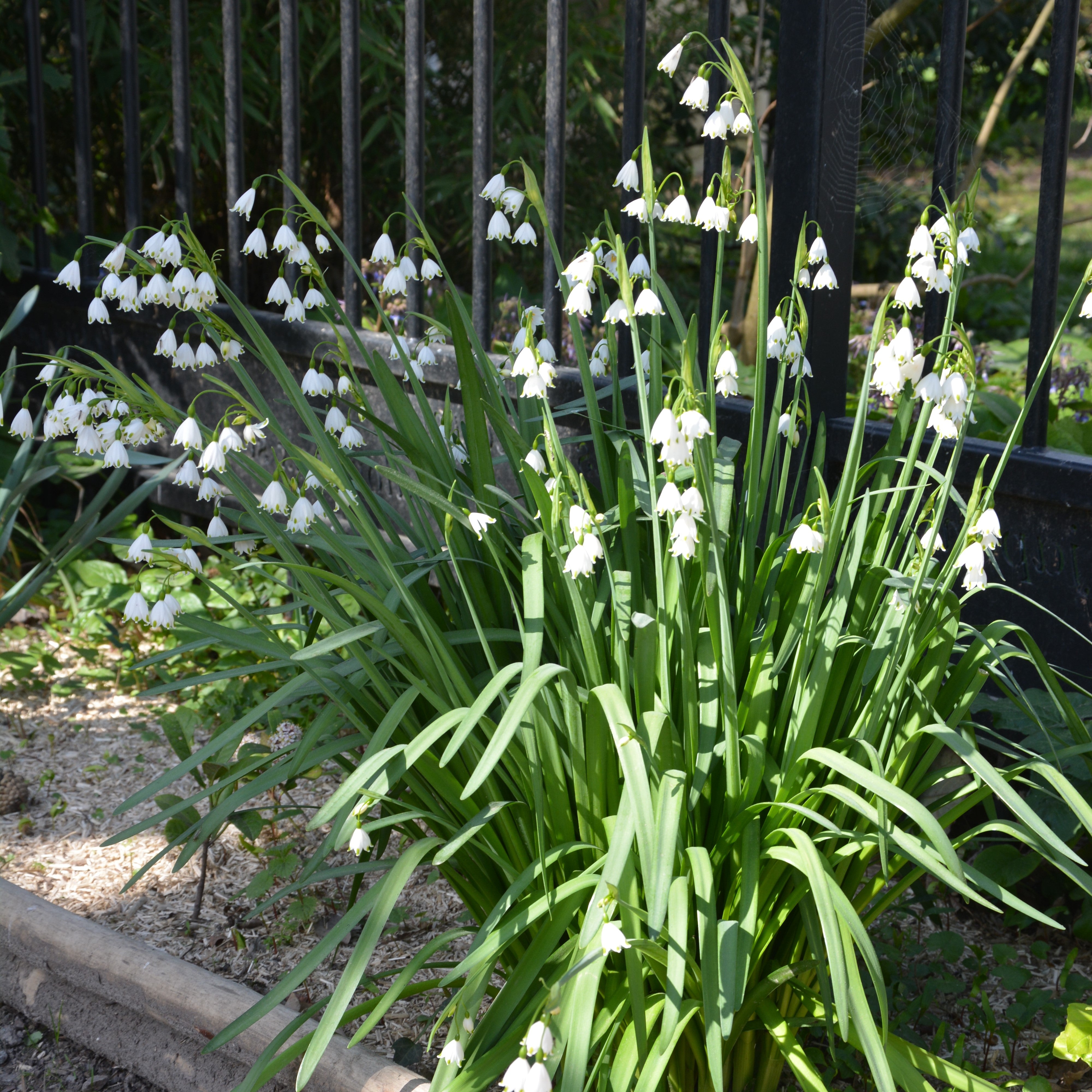 Bakker Bulbes à fleurs Nivéoles d'été bulbe blanche sachet de 8