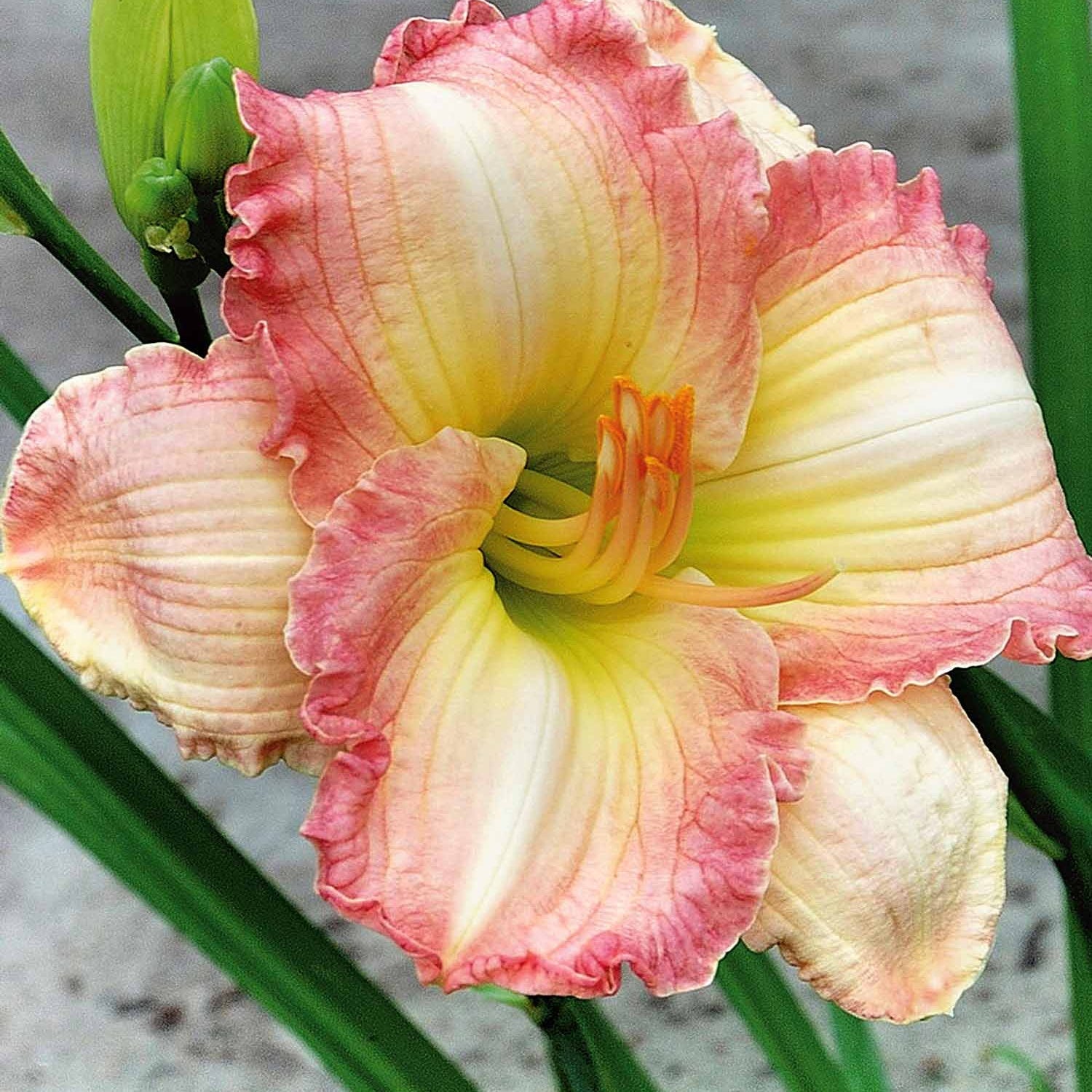Bakker Plantes vivaces Hémérocalle Frosted Vintage Ruffles crème 3 racines