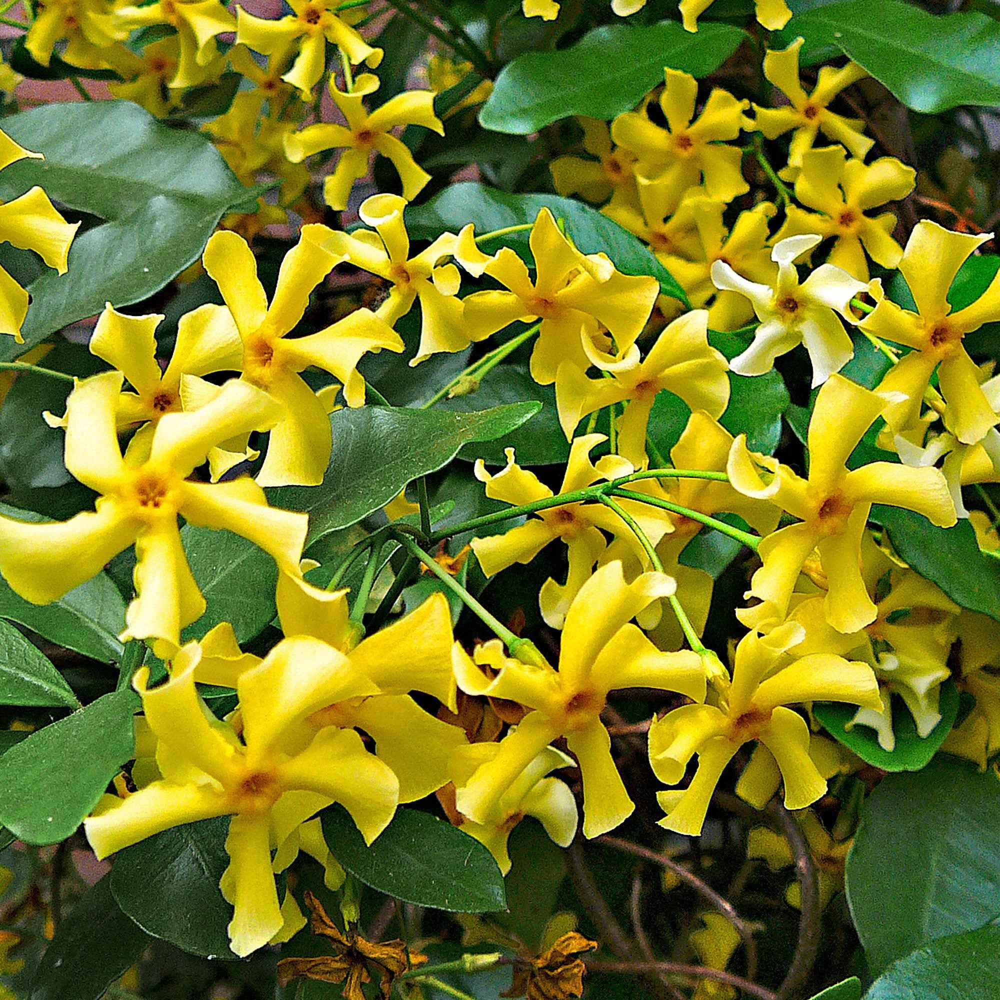 Bakker Star of Toscane jasmin étoilé pot jaune parfumé