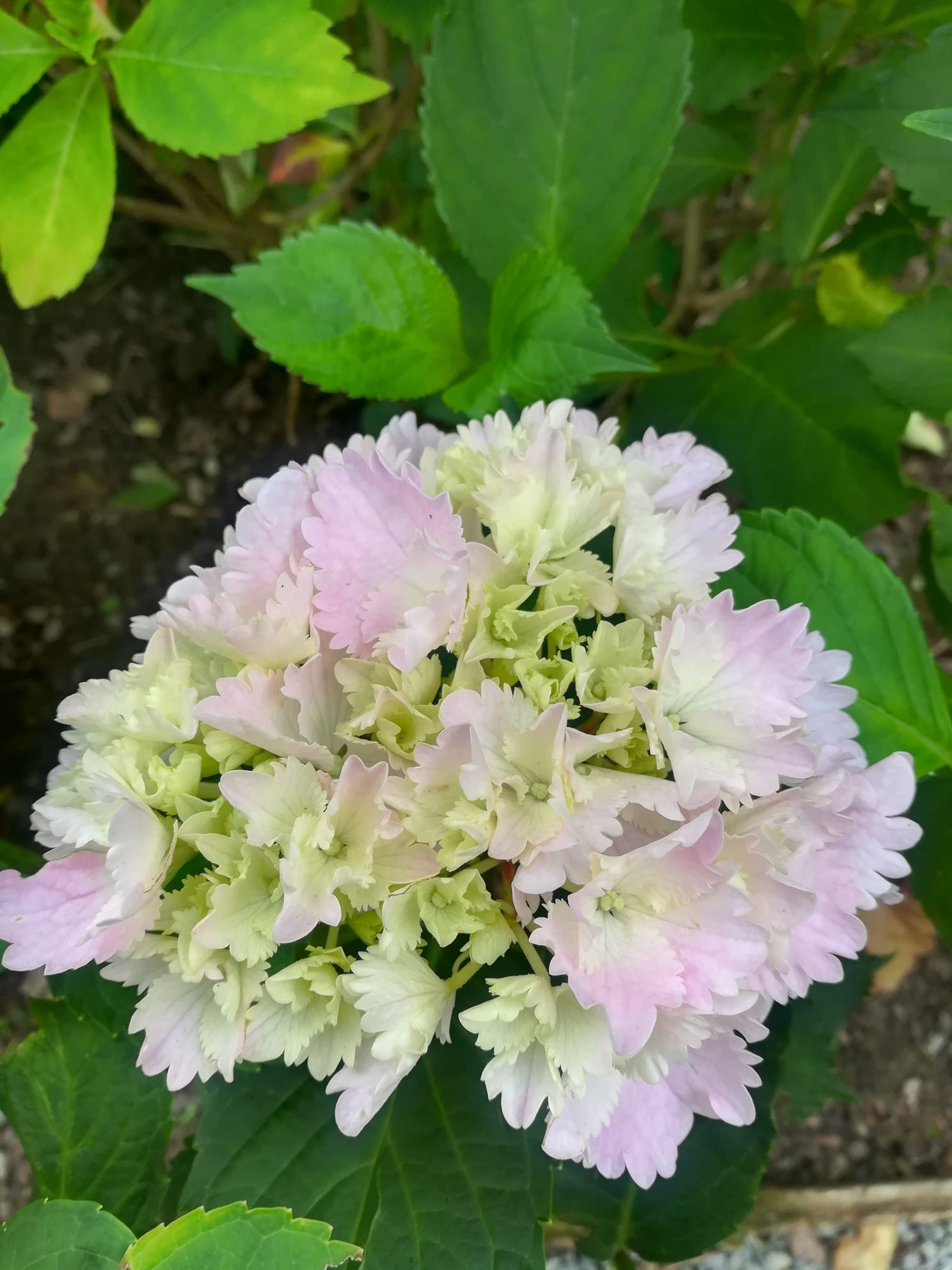 Les Hortensias du Haut Bois Albrechts Burg hortensia boule rose
