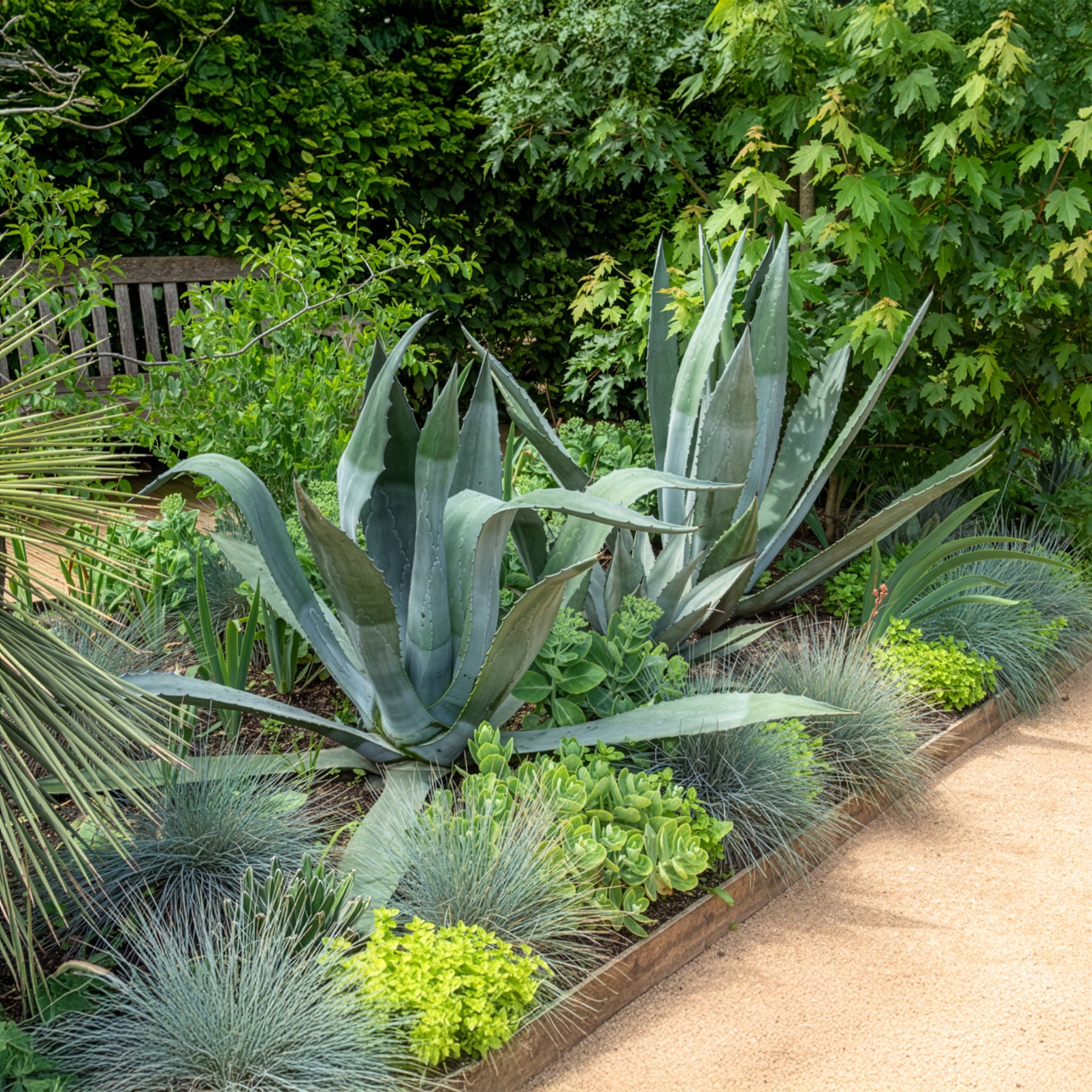 Bakker Agave d'Amérique plante vivace pot Ø 11cm