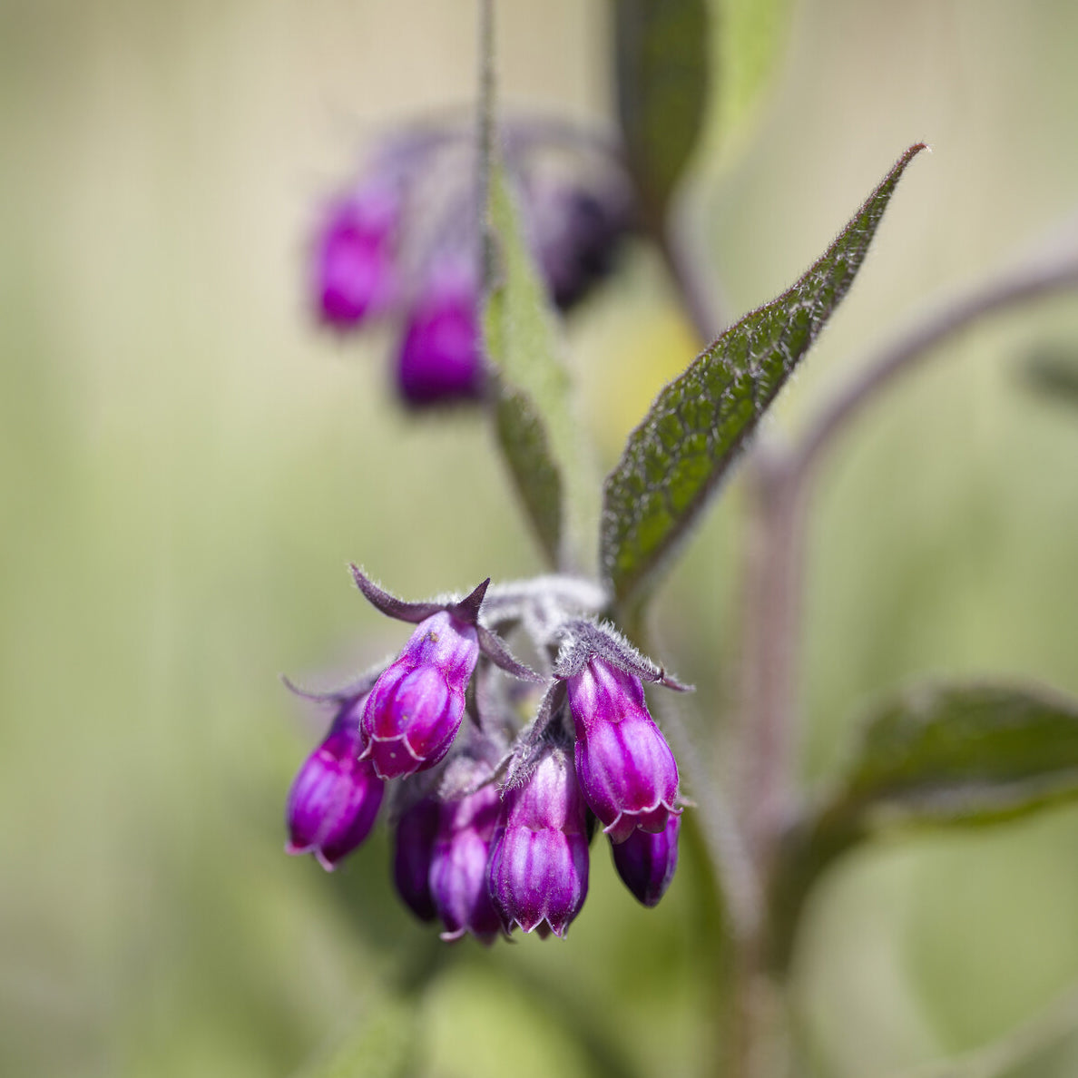 Bakker Consoude officinale plante vivace pot 9cm mellifère