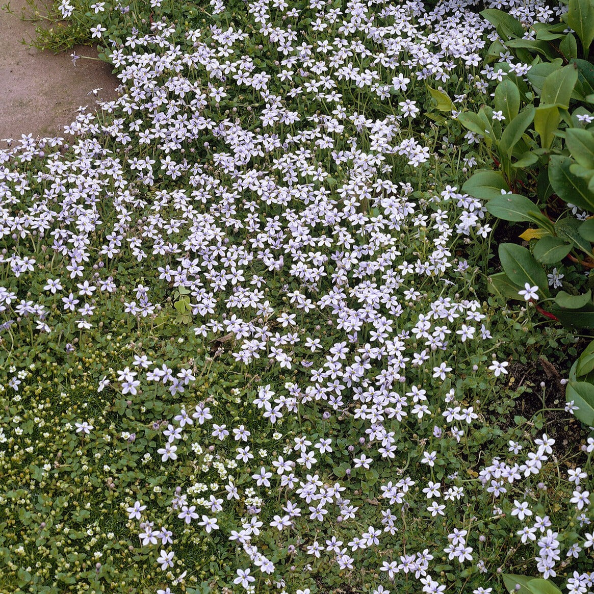 Bakker Isotoma étoiles bleues 3 pots Ø 9cm fleur violette