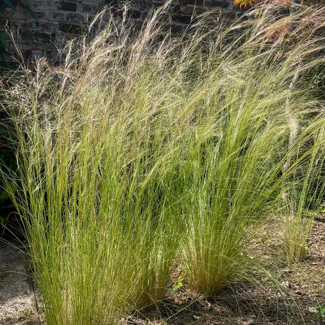 Bakker Cheveux d'Ange Stipa graminée pot Ø 9cm soleil