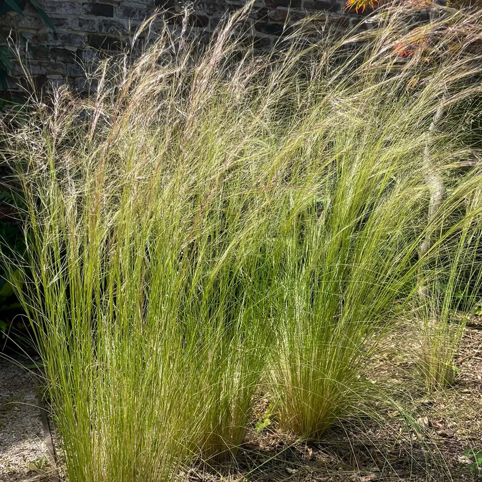 Bakker Cheveux d'Ange Stipa graminée pot Ø 9cm soleil