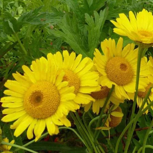 Bakker Oeil de bœuf Kelwayi vivace les 3 pots Ø9cm jaune