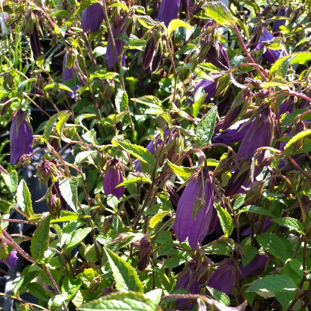 Passion Vivaces Campanula Campanello Blue campanule bleue pot 1 litre