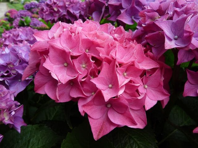 Les Hortensias du Haut Bois Brugg hortensia boule pot 3L