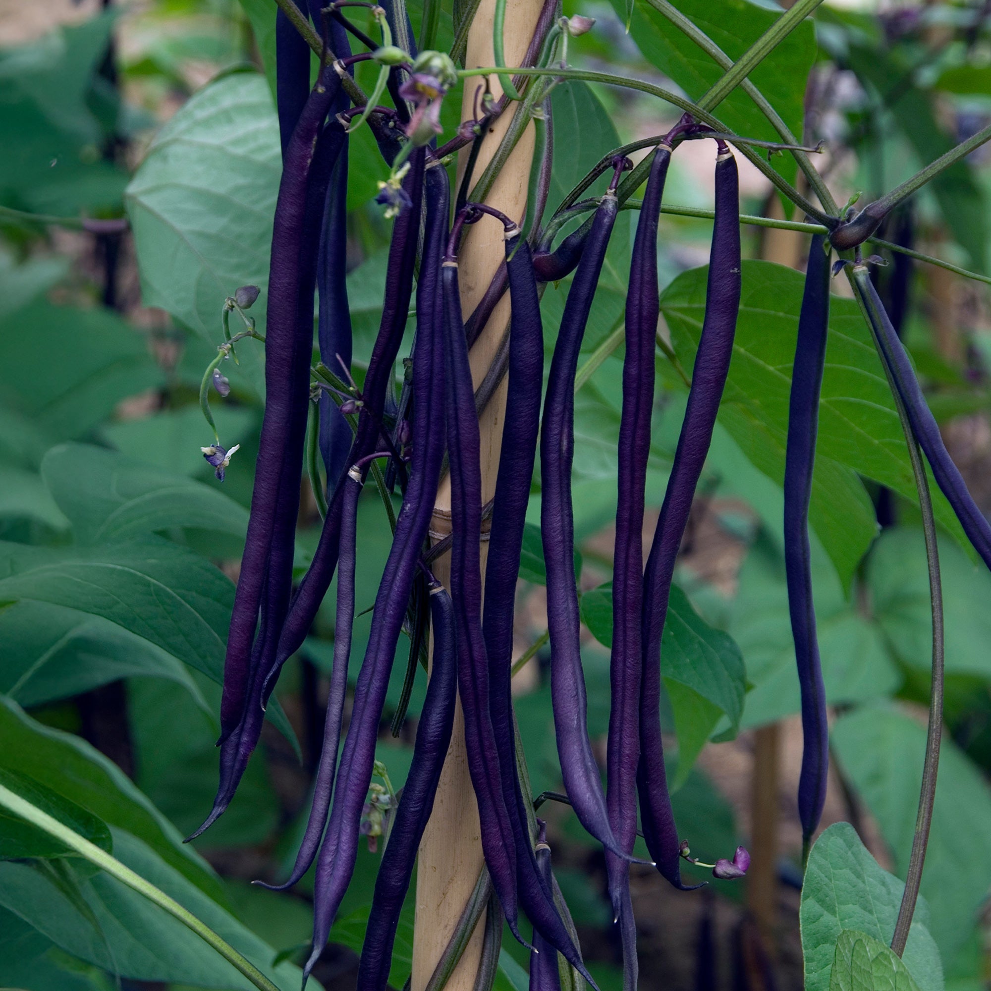 Bakker Haricot à rames graine violette sachet 100g sans fil