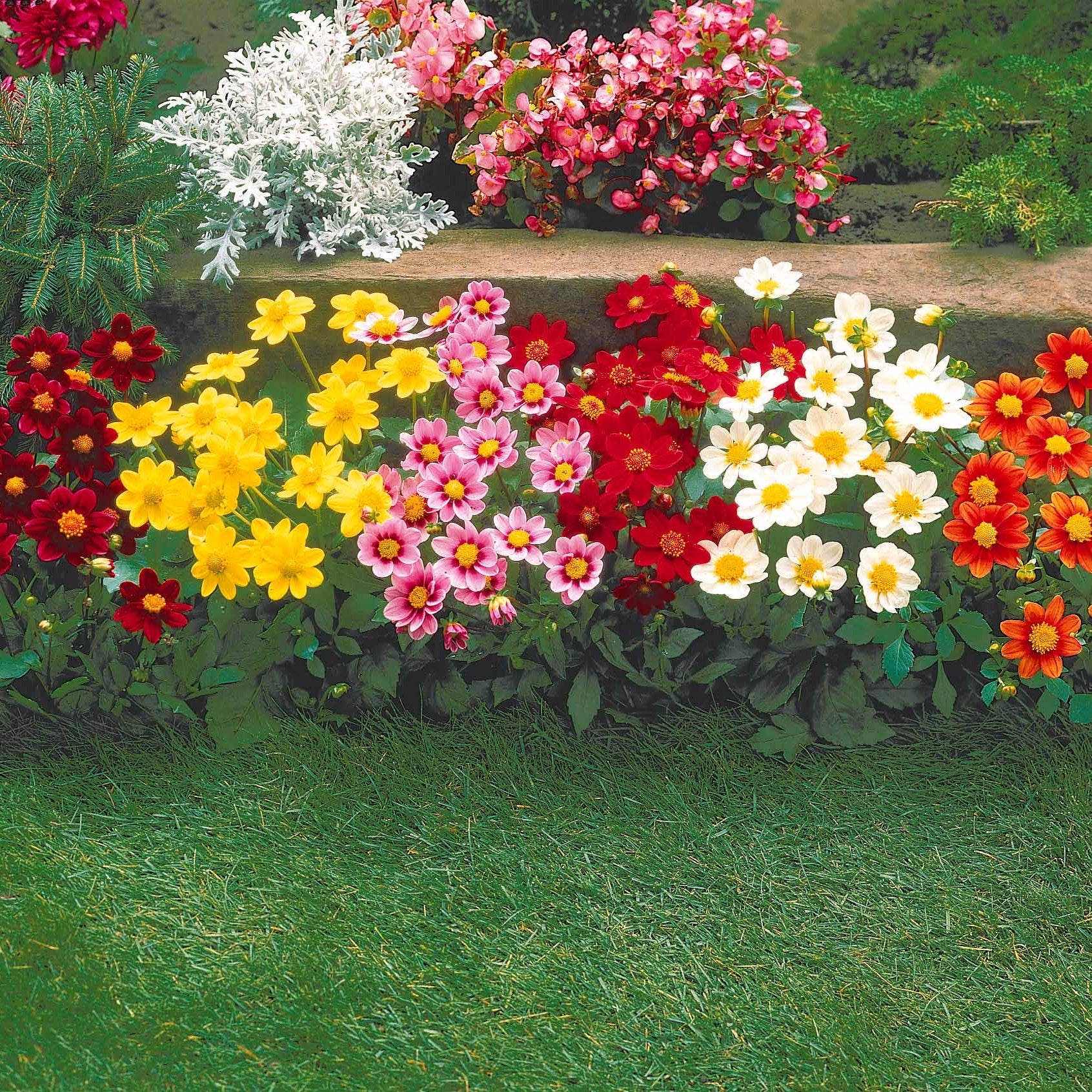 Bakker Dahlia miniature Topmix 5 bulbes mélange compact