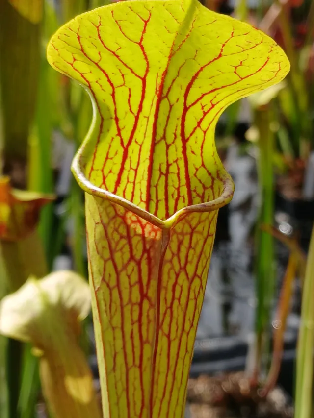 Carniflore Sarracenia alata ornata plante carnivore Texas 60 cm