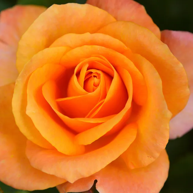 Bakker Rosiers massif orange racine nue 2+ branches
