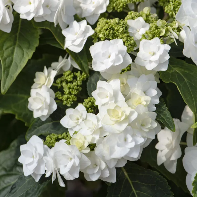 Bakker Doppio Bianco hortensia blanc pot 13cm double