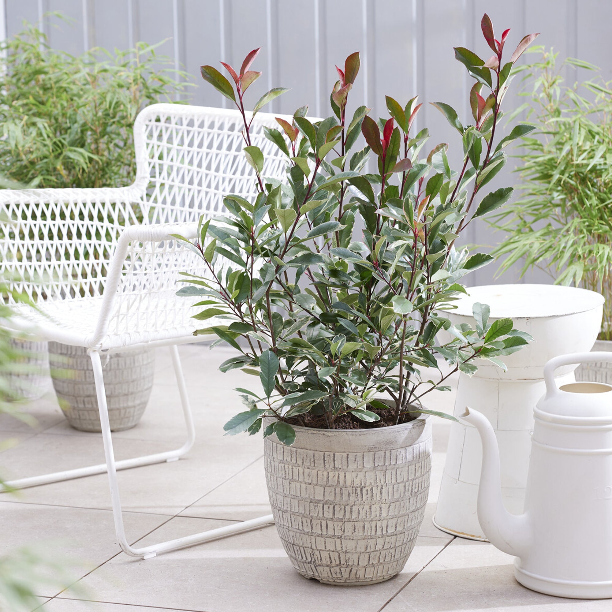 Bakker Photinia fraseri Louise arbuste haie 2L 30-40cm