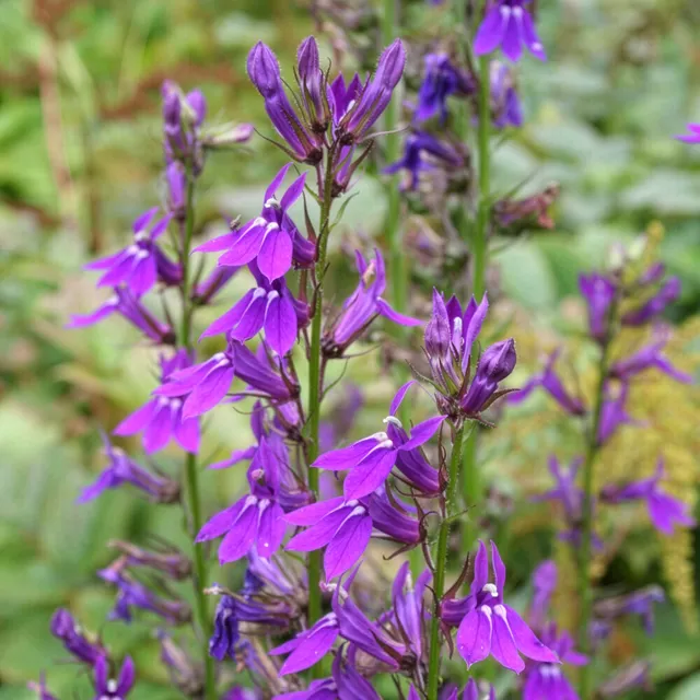 Bakker Lobelia Vedrariensis vivace pot 8cm violet