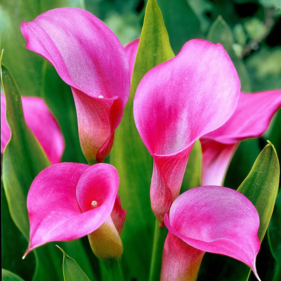 Bakker Bulbes à fleurs Arum rose sachet 2 bulbes 14-18cm