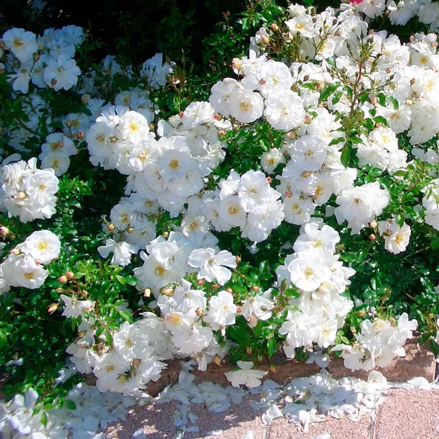 Bakker Rosiers Diamant rosier couvre-sol pot 3L blanc